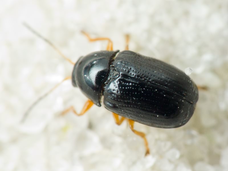 Cryptocephalus Geoffroy, 1762